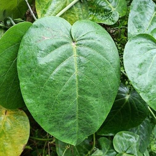 Passiflora ligularis Hostoa