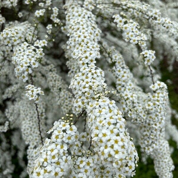 Spiraea thunbergii Lorea