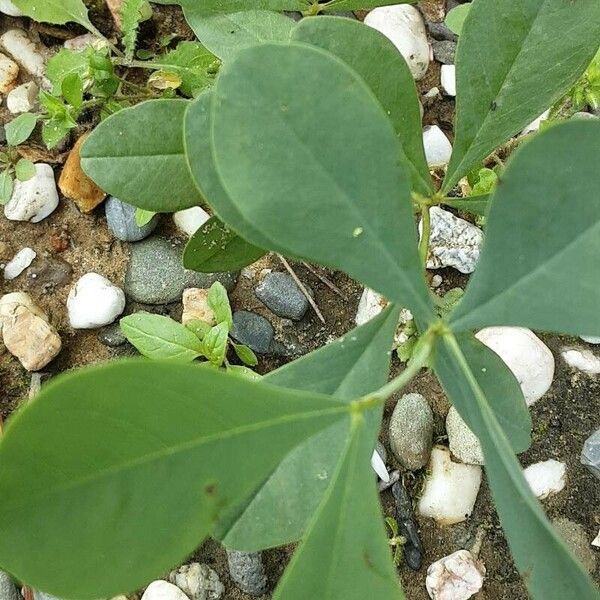 Baptisia australis Foglia