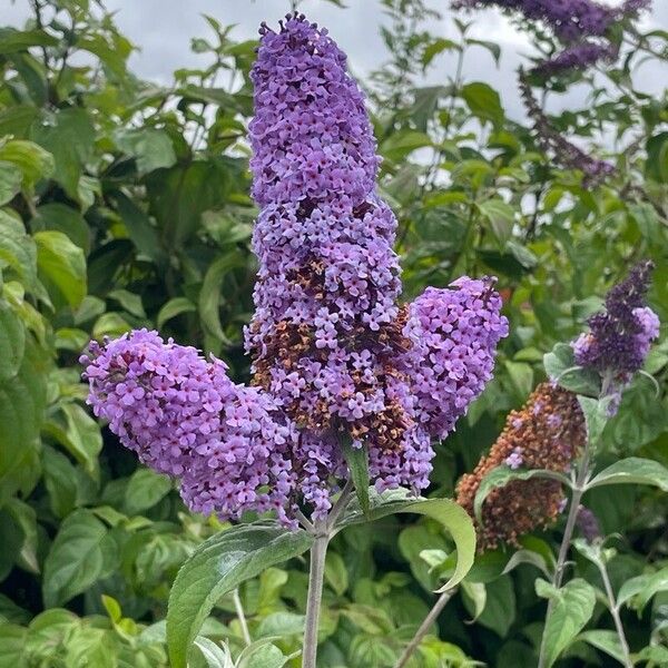 Buddleja davidii 花