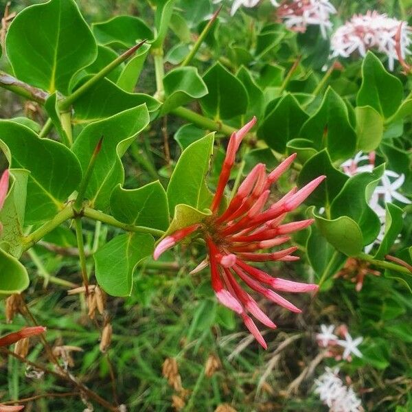 Carissa spinarum 花