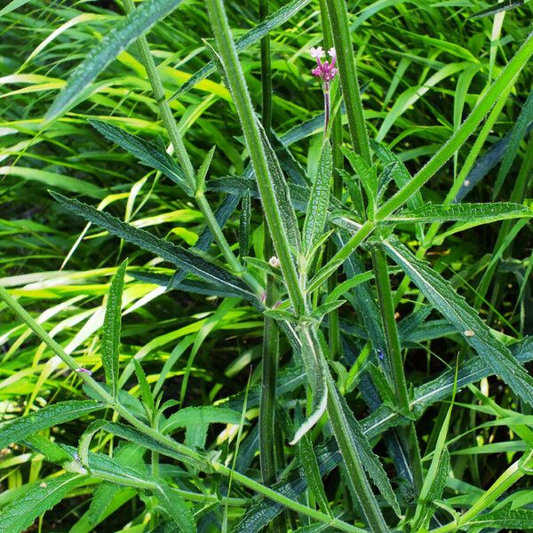 Verbena bonariensis Лист