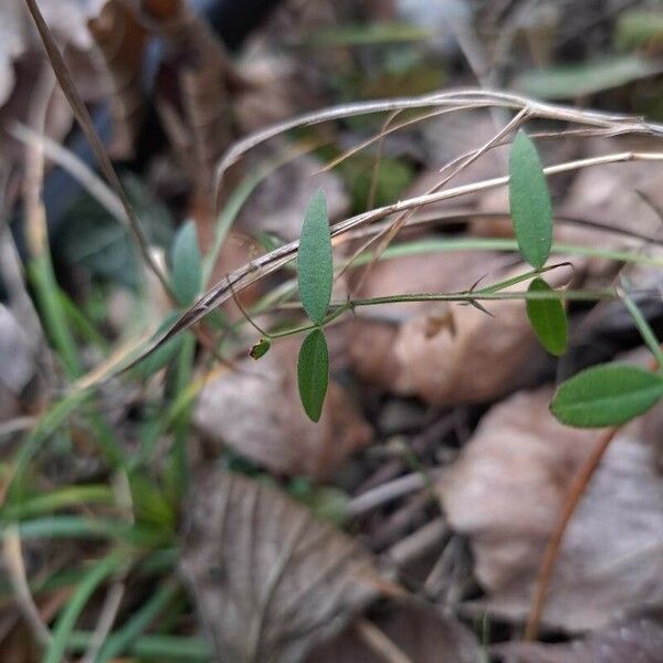 Vicia lathyroides 葉