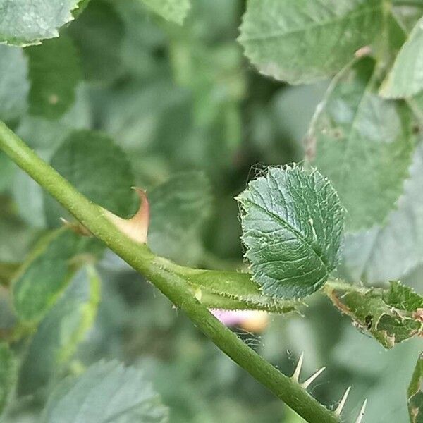 Rosa rubiginosa Φλοιός