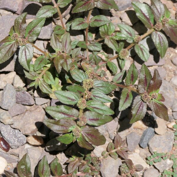 Euphorbia hirta Flor