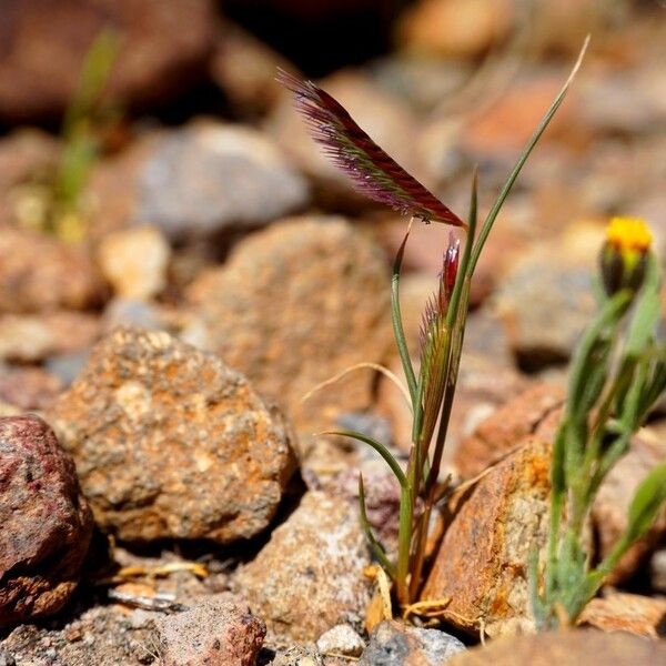 Bouteloua simplex Elinympäristö