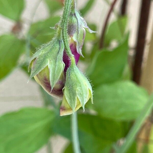 Lathyrus odoratus 花