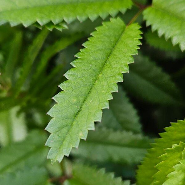 Sanguisorba officinalis Hostoa