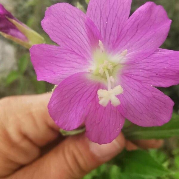 Epilobium hirsutum Cvet