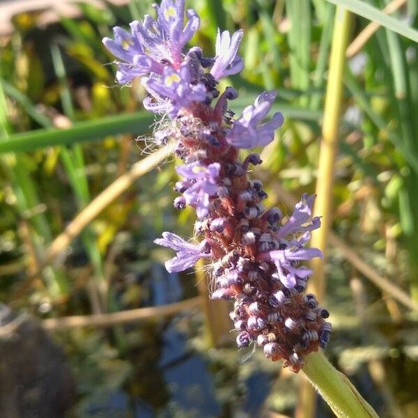 Pontederia cordata Bloem