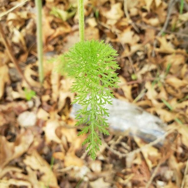 Achillea nobilis Листок