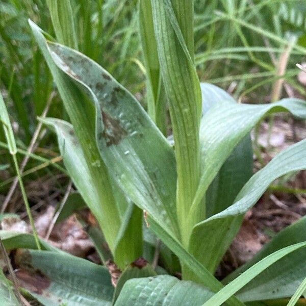 Neotinea ustulata Leaf