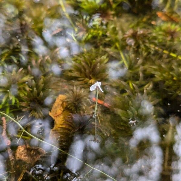 Elodea granatensis Flower