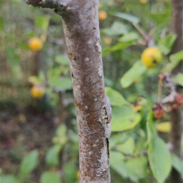 Malus baccata Bark