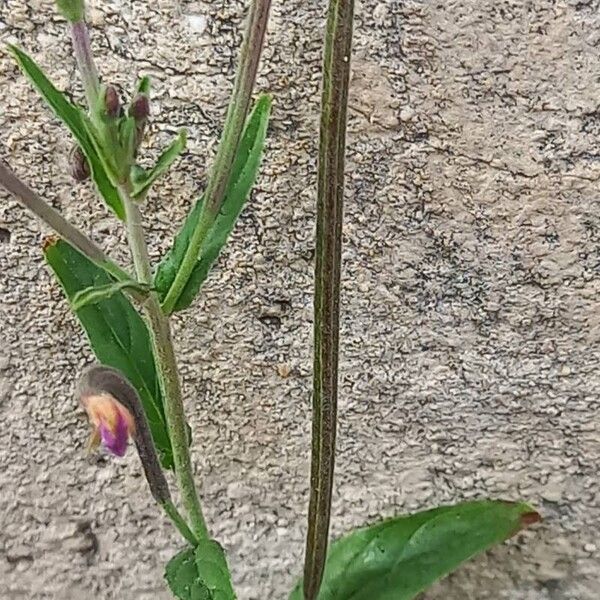 Epilobium tetragonum Плід