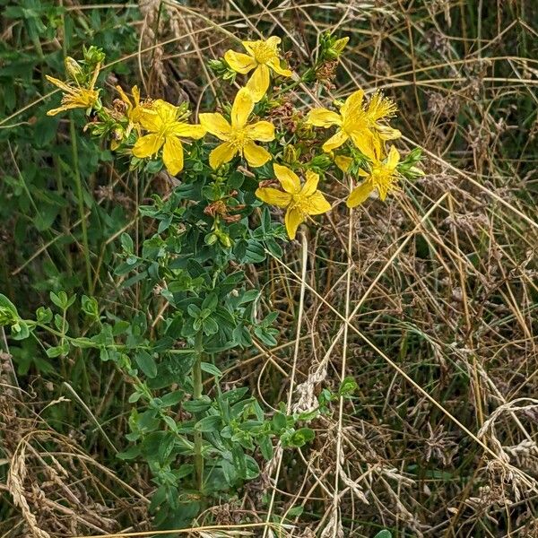 Hypericum perforatum Habitus