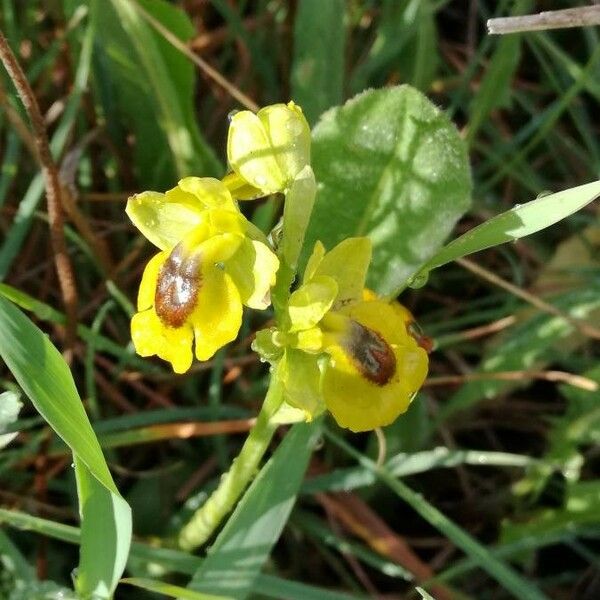 Ophrys lutea Flor