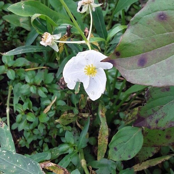 Sagittaria latifolia Flor