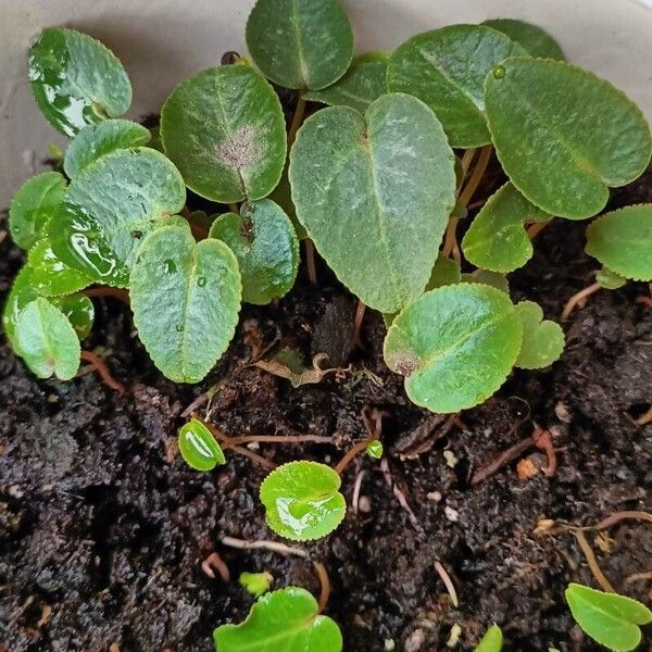 Cyclamen purpurascens Blad