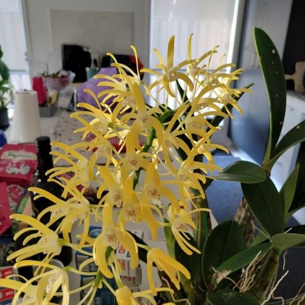 Dendrobium speciosum Flower