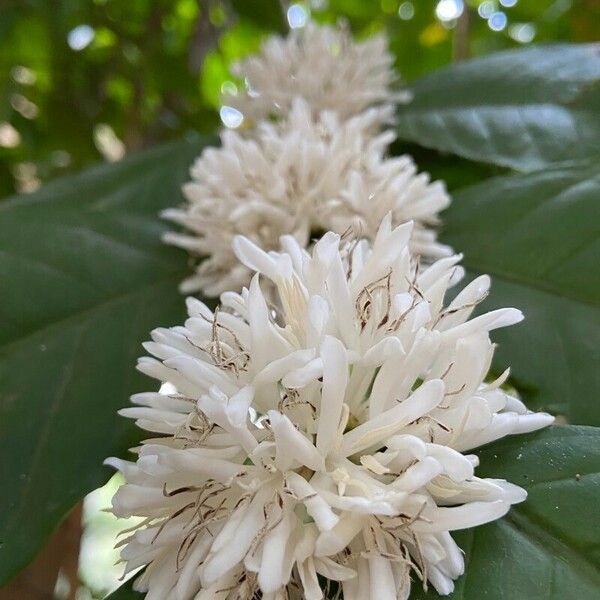 Coffea arabica Цветок