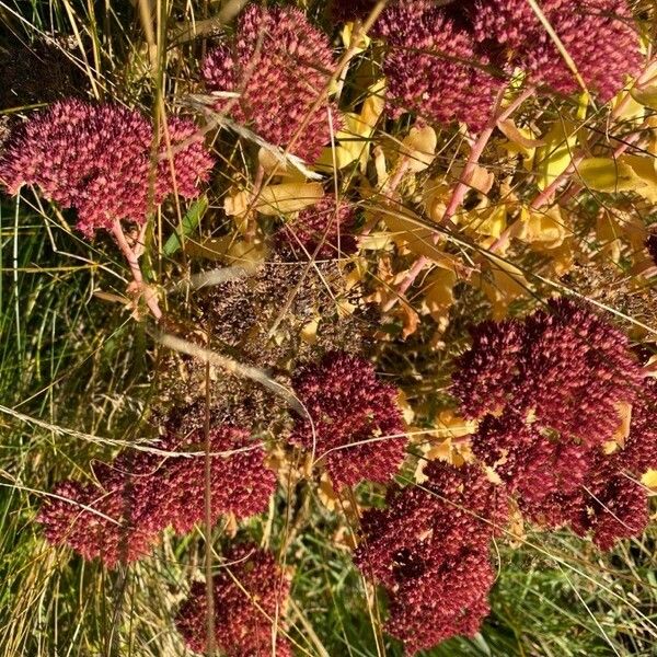 Hylotelephium telephium Flower