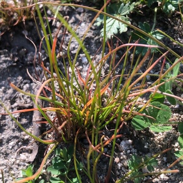 Juncus bufonius 葉