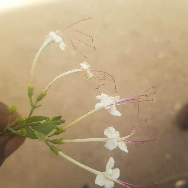 Volkameria inermis Flower