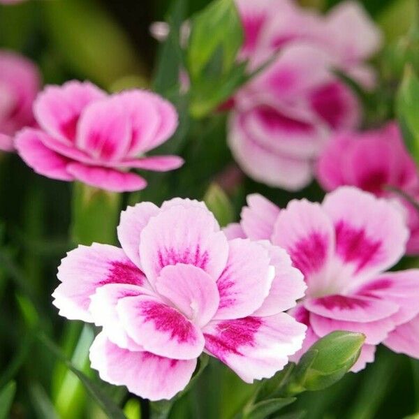 Dianthus chinensis Blüte