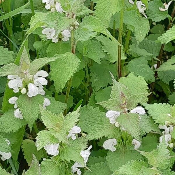 Lamium album অভ্যাস