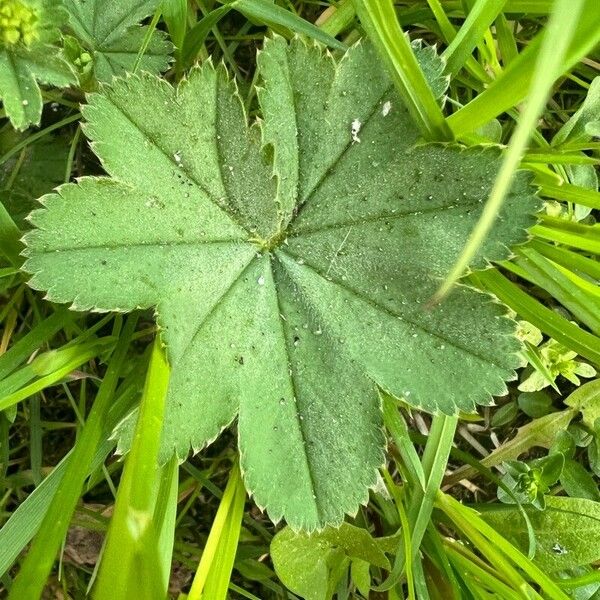 Alchemilla monticola Leaf