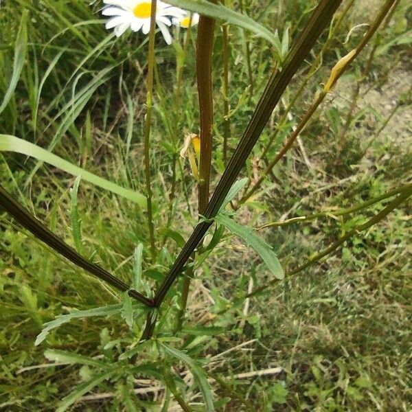 Leucanthemum vulgare Leaf