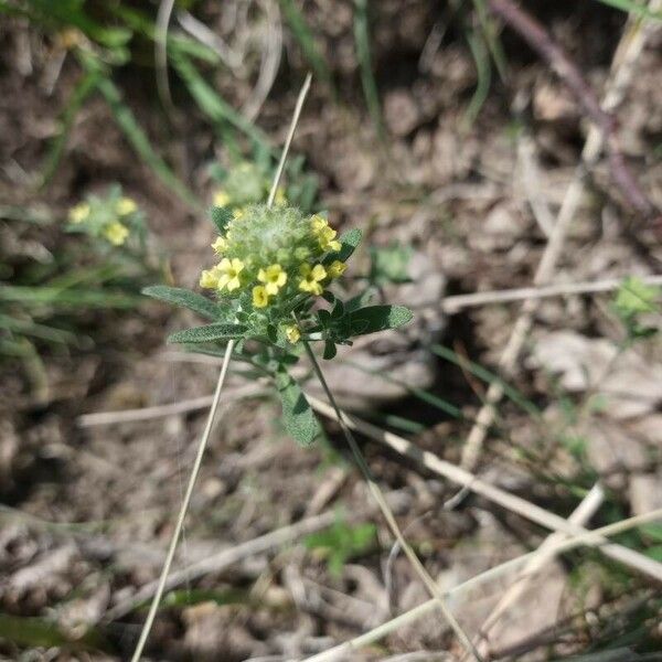 Alyssum alyssoides Floare