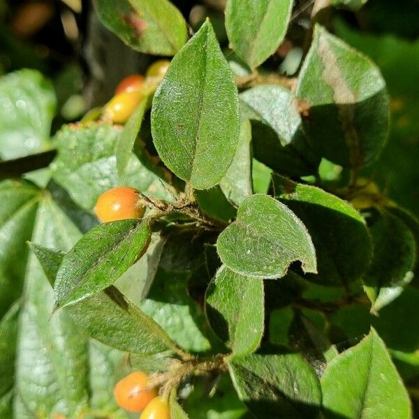 Cotoneaster simonsii Costuma