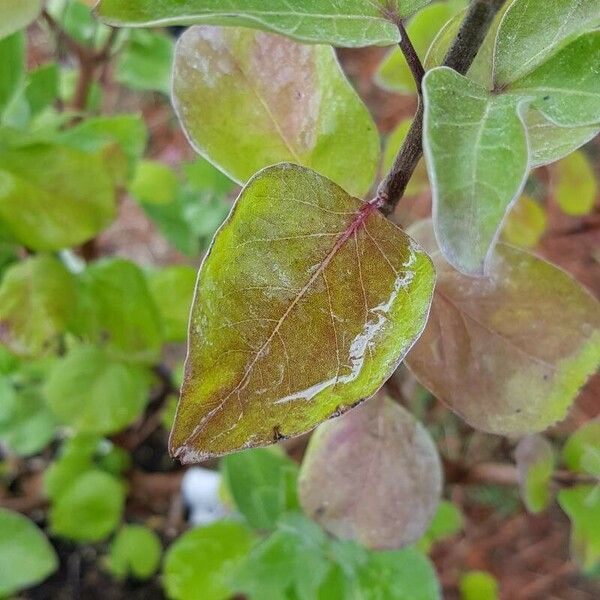 Vitex trifolia Leaf