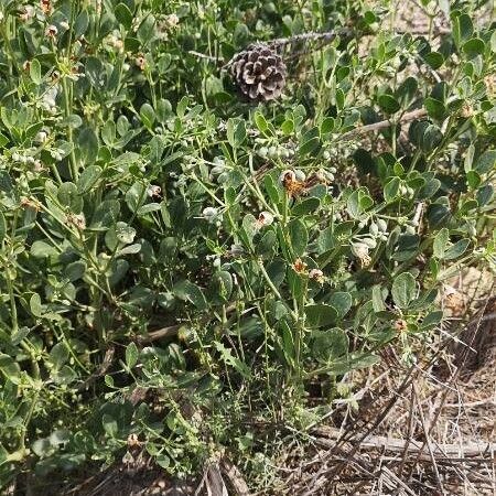 Zygophyllum fabago Habit