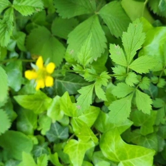 Geum macrophyllum Deilen