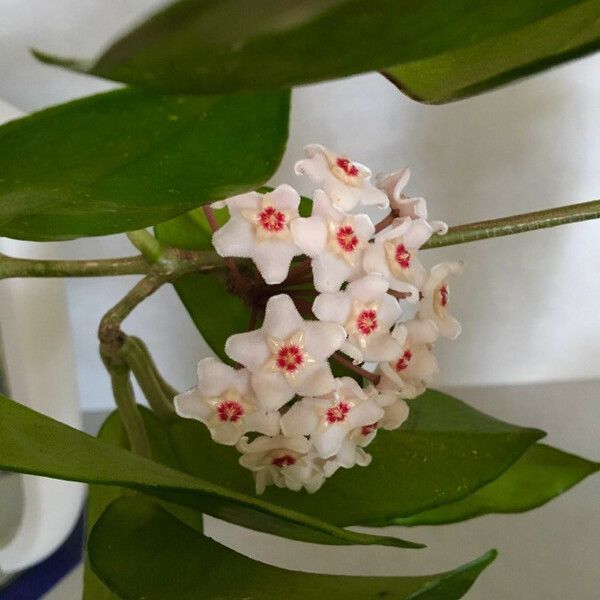 Hoya carnosa Fleur