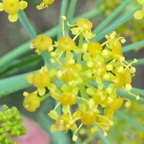 Ferula glauca Çiçek