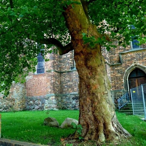 Platanus orientalis Kéreg