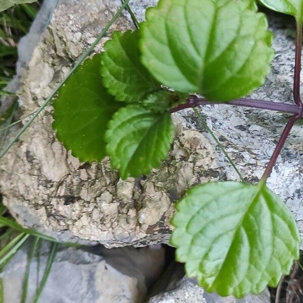 Plectranthus verticillatus Φύλλο