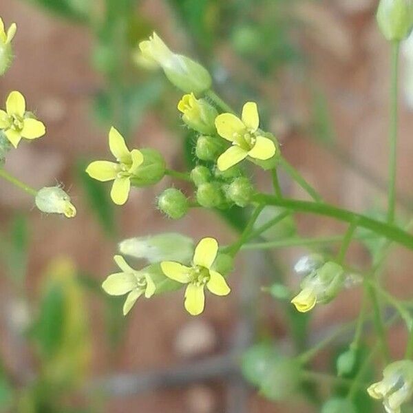 Camelina microcarpa Kvet