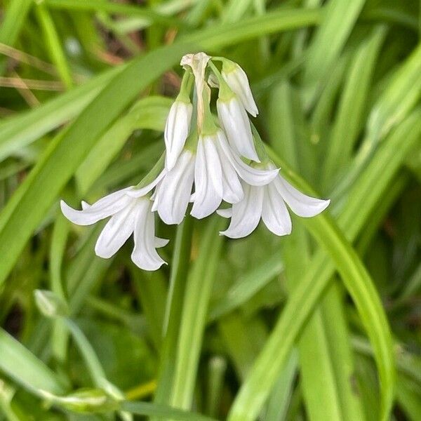 Allium triquetrum Květ