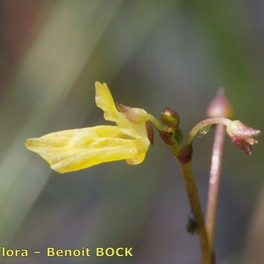 Utricularia minor Kvet