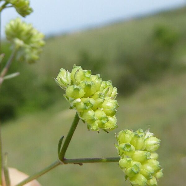 Valeriana coronata Frukt