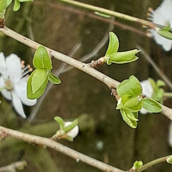 Prunus cerasus Blatt