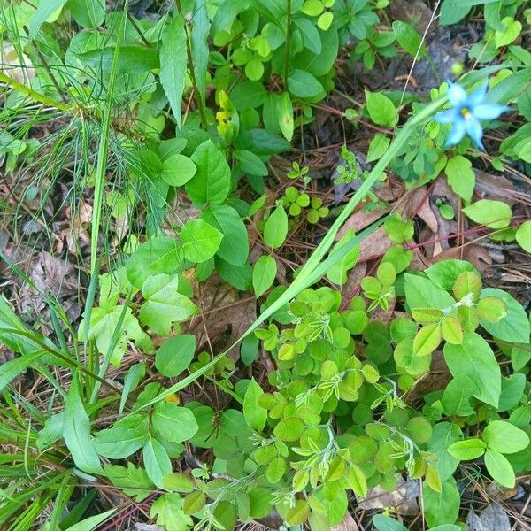 Sisyrinchium angustifolium ഇല