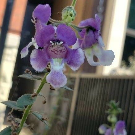 Angelonia biflora Blomma