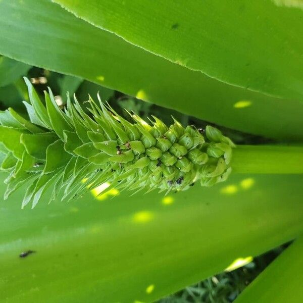 Eucomis autumnalis Цветок