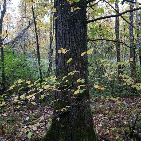 Ulmus laevis Coajă